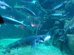 -华夏文旅海洋公园