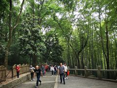 -灵岩山风景区