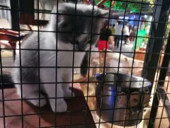 -酷嗒动物文化乐园(cutezoo西溪乐天城店)