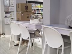 -喵的天空名猫咖啡馆·撸猫·猫舍·用品