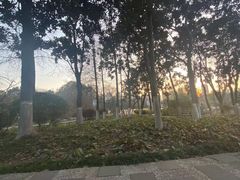 -青枫公园