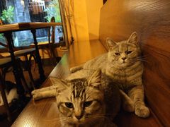 -猫岛主趣味餐厅(鼓浪屿店)