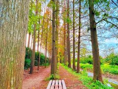 -上海长兴岛郊野公园