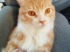 -中农大我爱我爱动物医院·核磁CT·猫病·24小时夜诊中心(石佛营店)