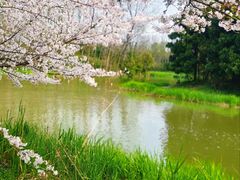 -顾村公园