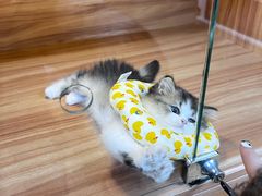 -喵百万·布偶·蓝金金渐层英短·猫舍(百子湾店)