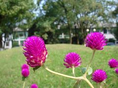 -王顺山国家森林公园