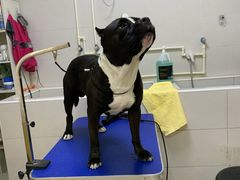 -派多格宠物(御景湾店)