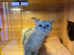 -喵百万·布偶·蓝金金渐层英短·猫舍(百子湾店)
