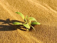 -亿利库布其七星湖沙漠生态旅游区