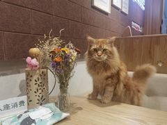 -藏猫猫咖啡主题馆(中央大道店)