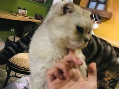 -猫猫幼稚园·撸猫·桌游·电玩