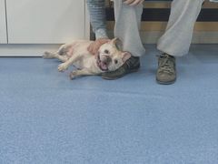 -美联众合动物医院(·中兽医·疑难杂症·严家桥分院)