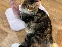 -COLOR PETS 撸猫馆·购猫·猫咖(长风大悦城店)