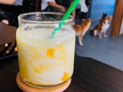芒果牛奶-柴源莊·柴小宠柴犬咖啡