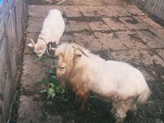 -小鱼草莓采摘园农家乐·小鱼餐厅