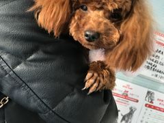 -瑞派福兴宠物医院犬猫全科·骨科·中西医结合(河东店)