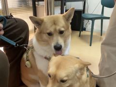 -小叮当动物医院·骨科·眼科