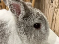 -楼上猫咖(罗湖店)