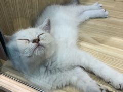 -屋虎猫馆(宝安大仟里店)