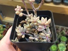-双季花艺园艺市场(浦东店)