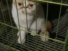 -爱诺耐芙动物医院(万博店)