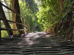 -西双版纳原始森林公园