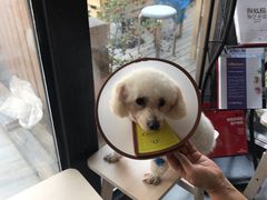 -爱侣宠医·鹦鹉专科·小型哺乳类·异宠专科(灵石路店)