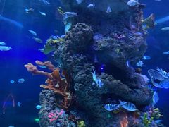 -芜湖新华联大白鲸海洋公园