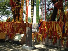 -大槐树寻根祭祖园