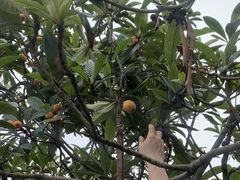 -塘栖枇杷特色园区