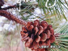 -北岭山森林公园