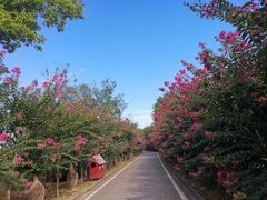 -武汉紫薇都市田园