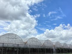 -马陆小张葡萄园农家乐