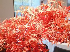 -顺峰(农展馆店)