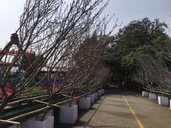 -观澜湖生态运动公社