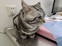 -北京恒爱动物医院(清景园分院)