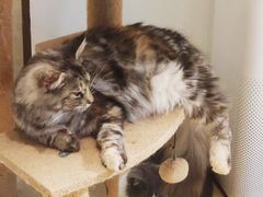 -momokira米努特·德文卷毛猫·棉花面纱犬