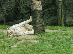 -北京野生动物园