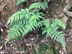 -杭州半山国家森林公园