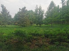 -洛阳市隋唐城遗址植物园