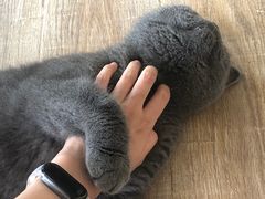 -猫的茶·猫咖