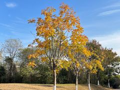 -盘龙城国家考古遗址公园