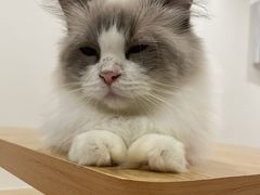 -有喵·猫咖·狗咖·30几只猫10只小狗(岗厦店)