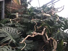 -北京植物园-展览温室