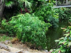 -热带雨林自然公园