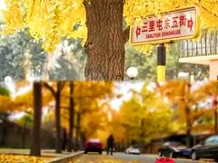 -三里屯东五街银杏大道