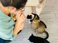 -喵屿·大理花园猫咖