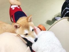 -逗柴咖啡屋·狗咖猫咖宠物桌游