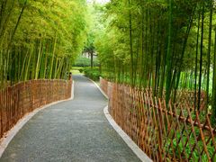 -陈家山荷花公园